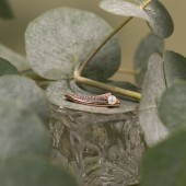 Brosa argint placată cu aur roz cu perla naturala alba si cristale DiAmanti SK25497GBR_W-G